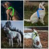 LED dog chest brace