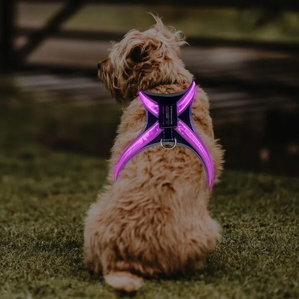 Pet Supplies: LED Gear, Chest Braces & Collars - Image 5