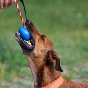 Alternative view of USA-K9 Cherry Bomb Durable Rubber Chew Toy, Treat Dispenser, Reward Toy, Tug Toy, and Retrieving Toy