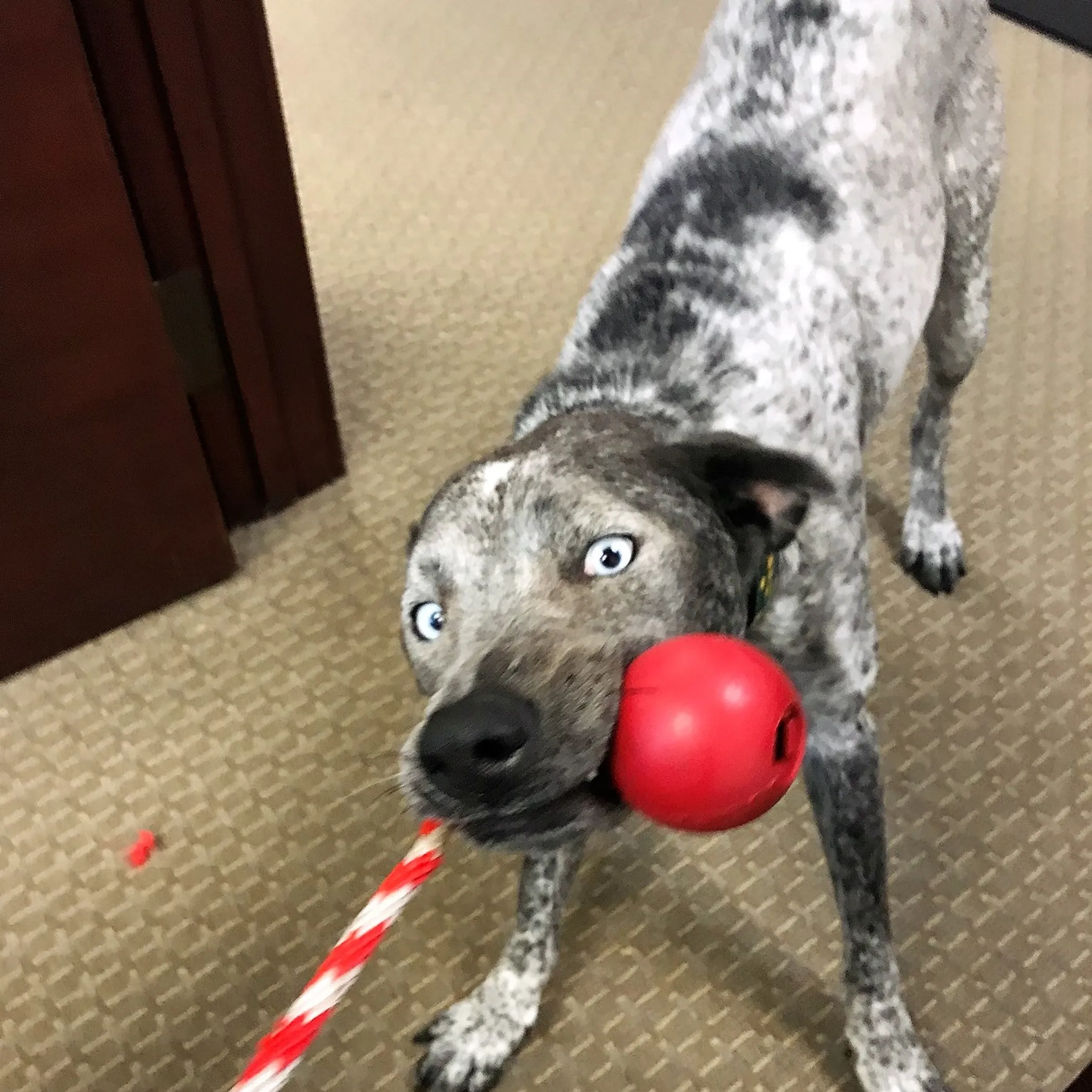 USA-K9 Cherry Bomb Durable Rubber Chew Toy, Treat Dispenser, Reward Toy, Tug Toy, and Retrieving Toy - Image 5